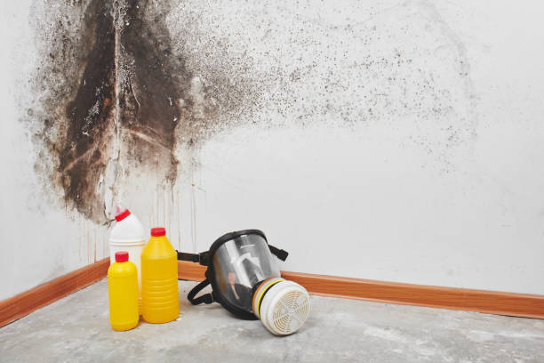 Best Fast Mold Removal  in Highland, IN