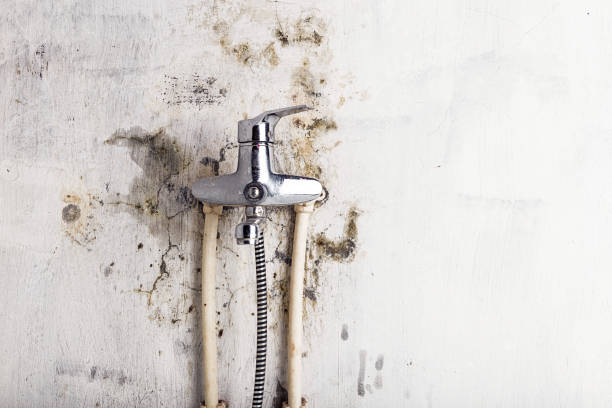 Best Black Mold Removal  in Highland, IN