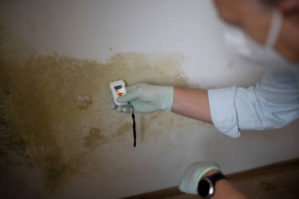 Best Residential Mold Removal  in Highland, IN