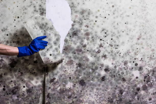 Best Crawl Space Mold Removal  in Highland, IN