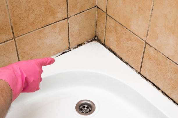 Best Mold Damage Repair  in Highland, IN